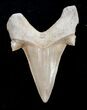 High Quality Otodus Fossil Shark Tooth #1733-1